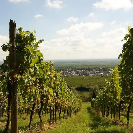 Wohnen In Der Toskana Der Pfalz * Deidesheim